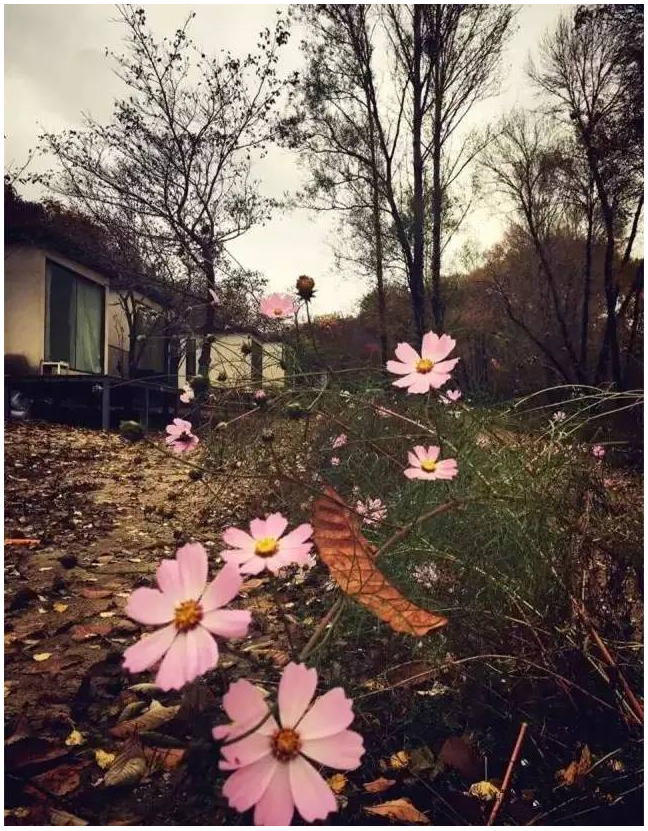 装配式|四个老男孩租下2500亩山谷 用集装箱搭出桃花源地  装配式|四个老男孩租下2500亩山谷 用集装箱搭出桃花源地