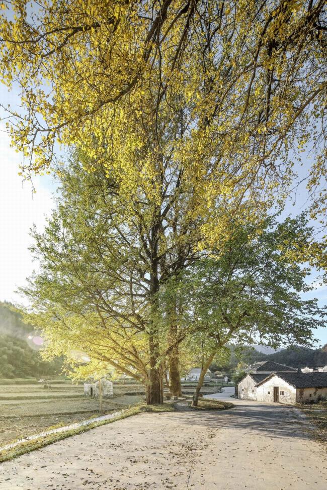 BIM建筑|奇峰村史馆 / SUP素朴建筑工作室 BIM建筑|奇峰村史馆 / SUP素朴建筑工作室