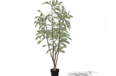 Sketchup素材模型|户外盆栽，室外盆栽，植物-BIM建筑网