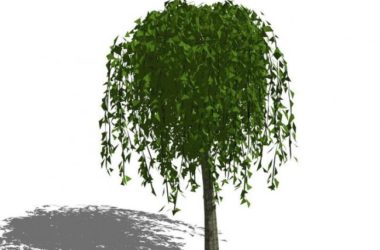 Sketchup素材模型|植物树,景观素材组件-BIM建筑网