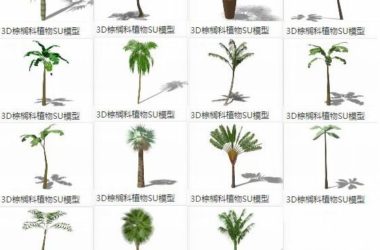 Sketchup素材模型|3D景观植物,棕榈科,素材组件-BIM建筑网