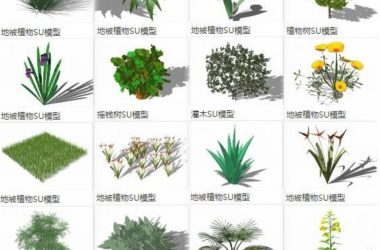 Sketchup素材模型|地被植物,灌木,树,景观素材组件-BIM建筑网
