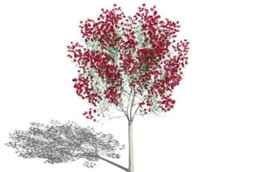 Sketchup素材模型|3D植物树,树枝树干红树叶,景观素材组件-BIM建筑网