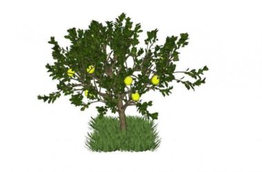 Sketchup素材模型|蔬菜果树，景观素材组件-BIM建筑网