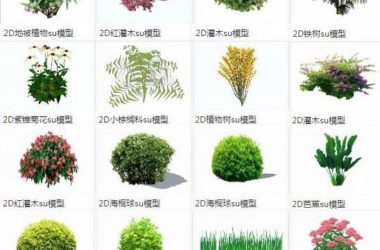 Sketchup素材模型|灌木,地被植物,草,芭蕉,菊花,海桐球,小棕榈科,铁树,2d景观素材组件-BIM建筑网
