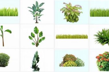 Sketchup素材模型|2d灌木地被大叶植物,草团,大树,芭蕉树,景观素材组件-BIM建筑网