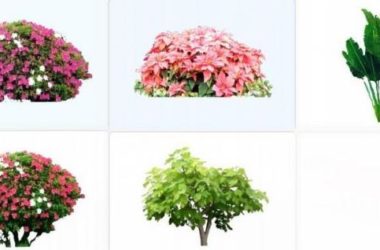 Sketchup素材模型|植物灌木,2d植物,景观素材组件-BIM建筑网