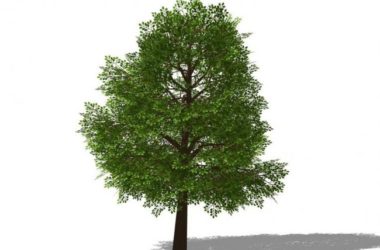 Sketchup素材模型|3D植物树SU模型素材组件-BIM建筑网