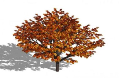 Sketchup素材模型|3D植物树SU模型素材组件-BIM建筑网