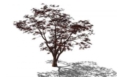 Sketchup素材模型|3D植物树SU模型素材组件-BIM建筑网
