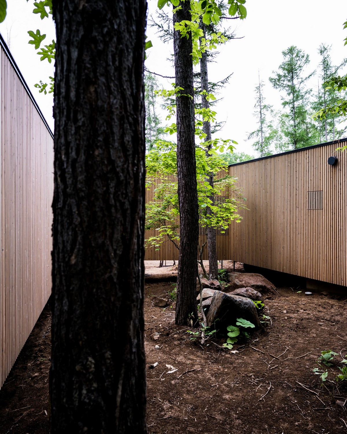 BIM建筑|北海道森林小屋,延伸的“触角” / Florian Busch Architects BIM建筑|北海道森林小屋,延伸的“触角” / Florian Busch Architects