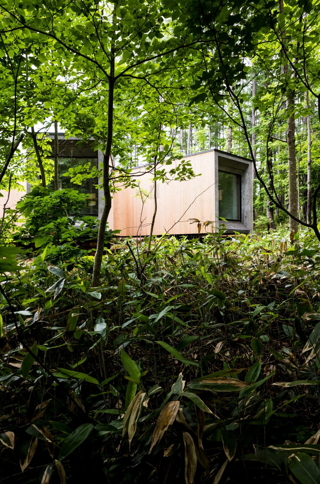 BIM建筑|北海道森林小屋,延伸的“触角” / Florian Busch Architects BIM建筑|北海道森林小屋,延伸的“触角” / Florian Busch Architects