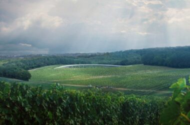 BIM建筑|福斯特在肯特郡建有弯曲绿色屋顶的酒庄-BIM建筑网