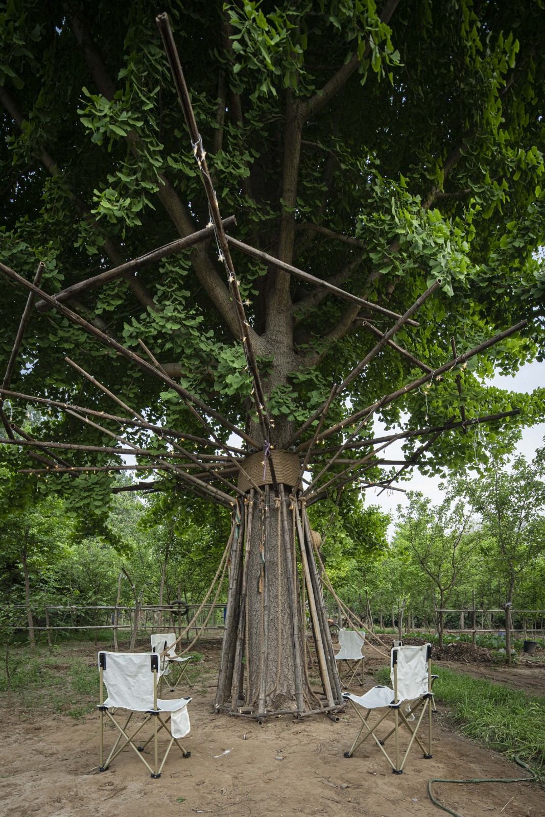 BIM建筑|拥抱可持续:竹装置 Tree of Life / UK Studio BIM建筑|拥抱可持续:竹装置 Tree of Life / UK Studio