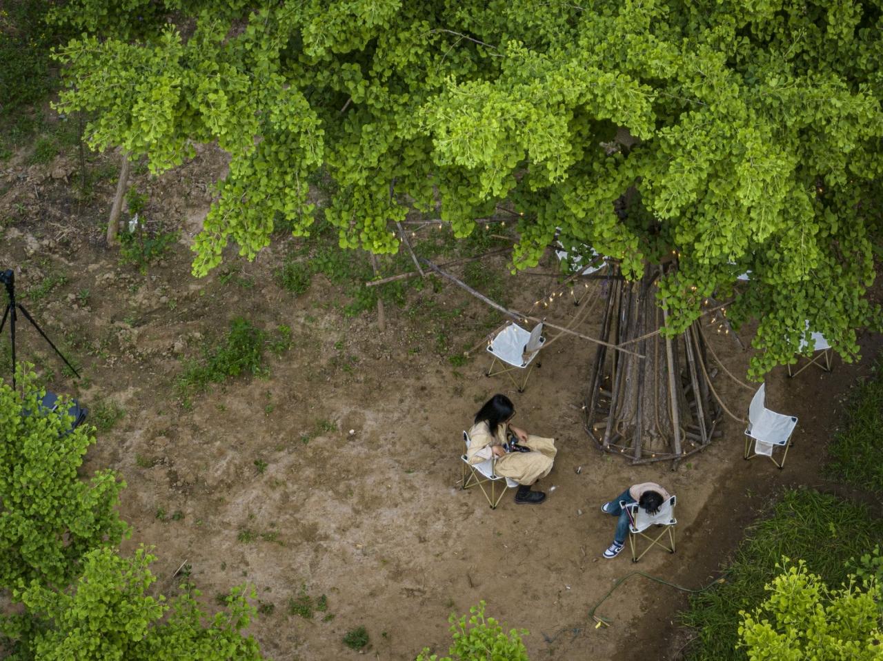 BIM建筑|拥抱可持续:竹装置 Tree of Life / UK Studio BIM建筑|拥抱可持续:竹装置 Tree of Life / UK Studio