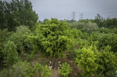 BIM建筑|拥抱可持续:竹装置 Tree of Life / UK Studio-BIM建筑网
