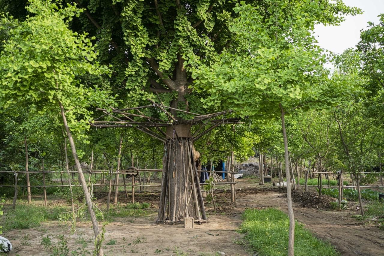 BIM建筑|拥抱可持续:竹装置 Tree of Life / UK Studio BIM建筑|拥抱可持续:竹装置 Tree of Life / UK Studio
