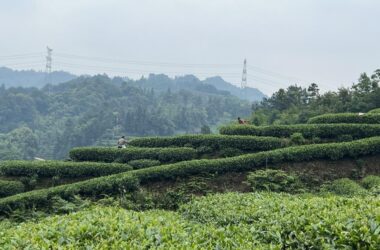 BIM建筑|云台阅野:漂浮在茶田上的民宿 / 岩川建筑设计-BIM建筑网